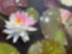 Thumbnail: Painted Lady