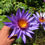 Thumbnail: Rhonda Kay     (Tropical Day Bloomer)