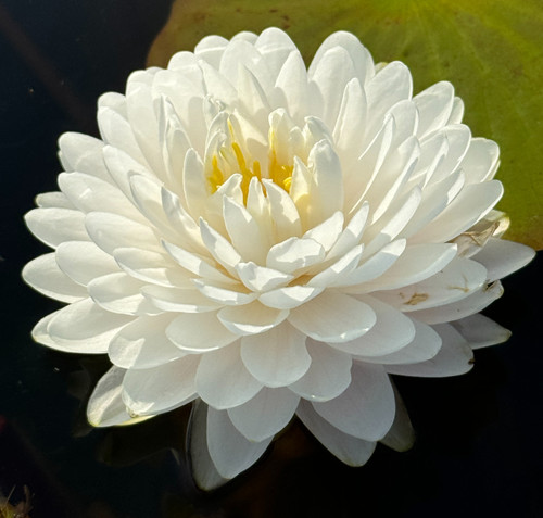 YaYa | Aquatic Oasis Lilies