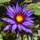 Thumbnail: Rhonda Kay     (Tropical Day Bloomer)