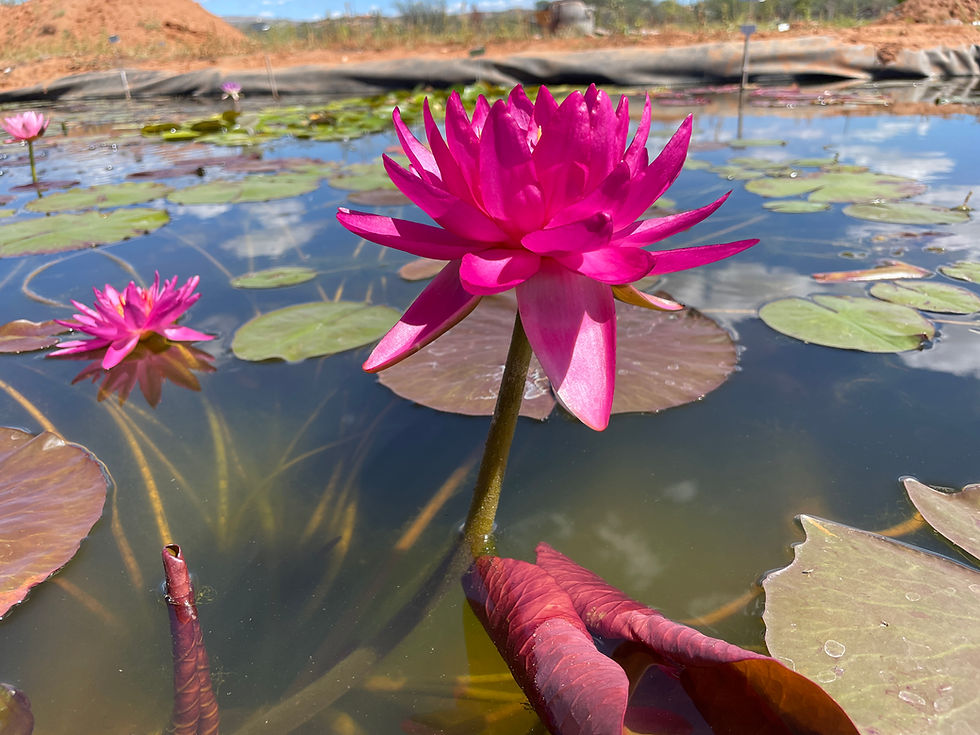 Thumbnail: Pink Tourmaline