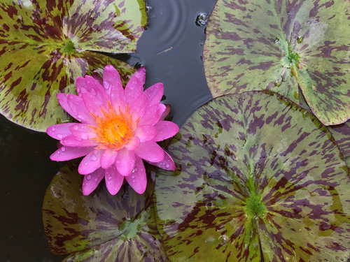 Siam Pink II | Aquatic Oasis Lilies