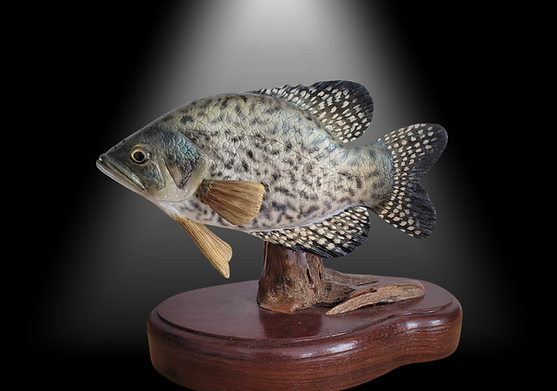 poisson de Michel Paradis