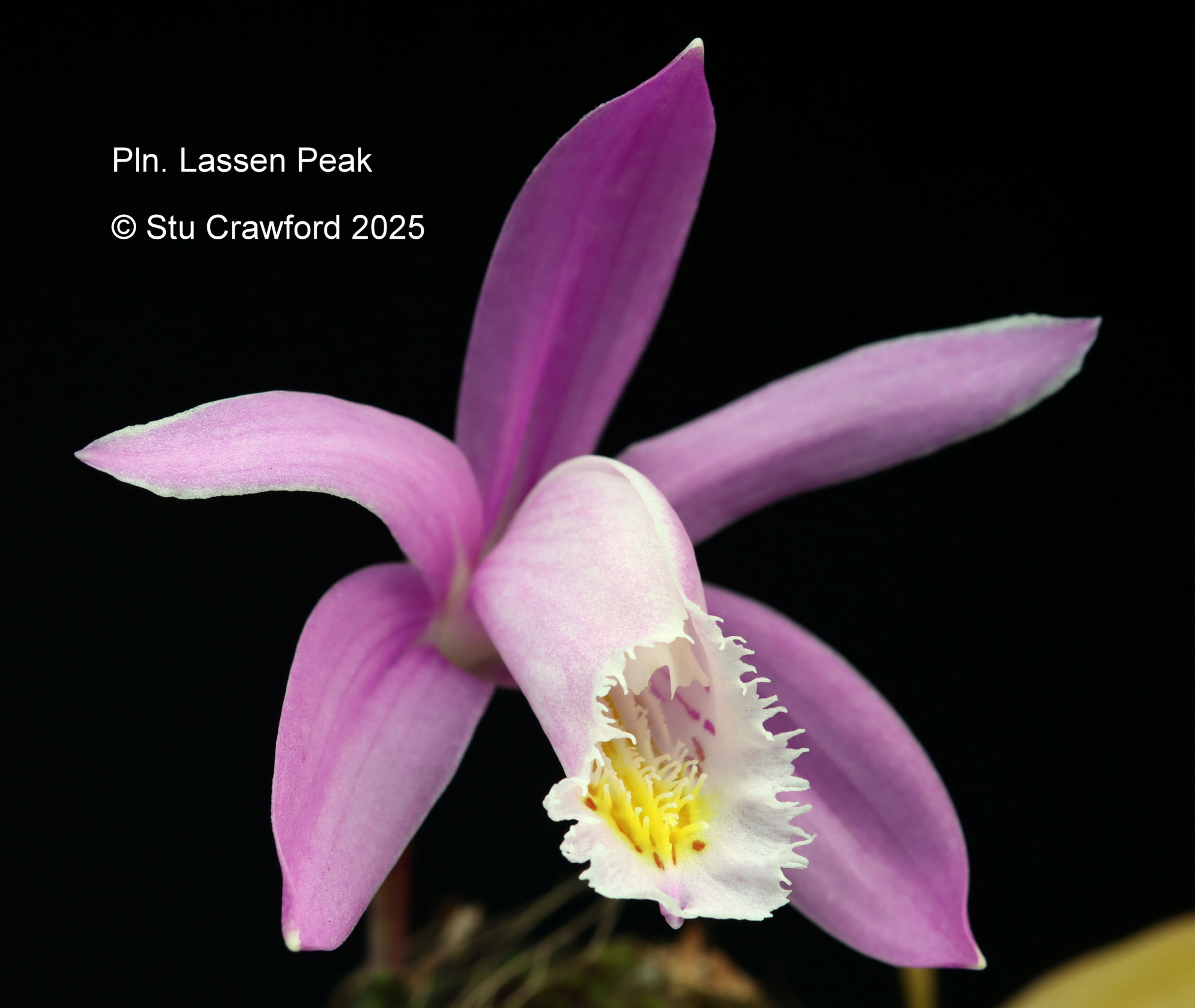 Pleione Lassen Peak