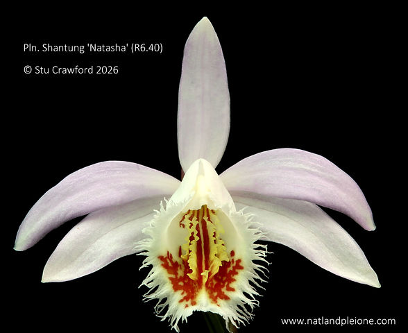 Pleione Shantung 'Natasha' (R6.40)