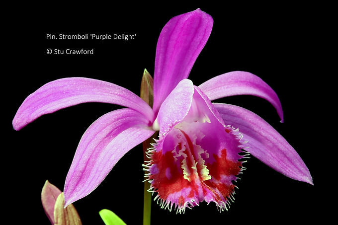 Pleione Stromboli 'Purple Delight'