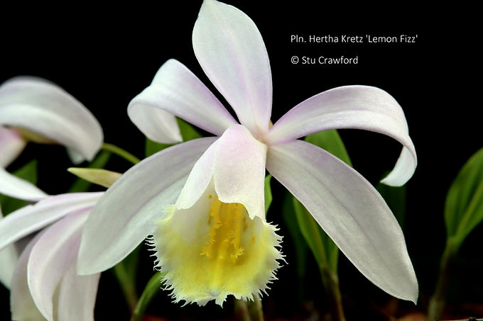 Pleione Hertha Kretz 'Lemon Fizz'