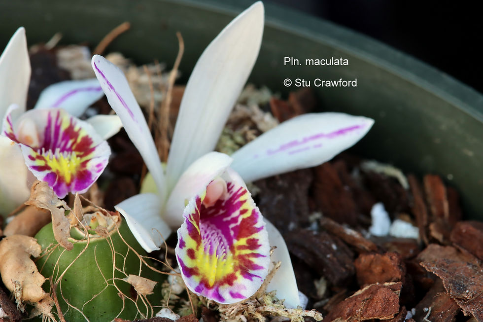 Thumbnail: Pleione maculata