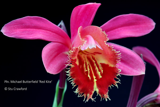 Pleione Michael Butterfield 'Red Kite'