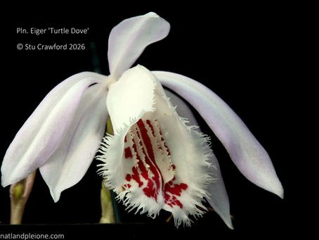 Welcome back stranger!