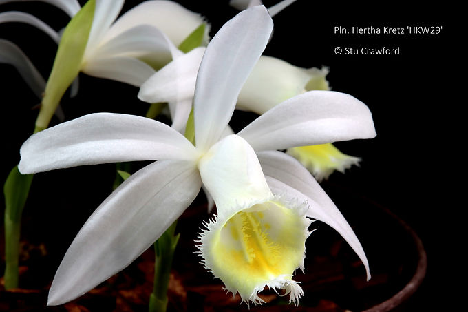 Pleione Hertha Kretz 'HKW29'