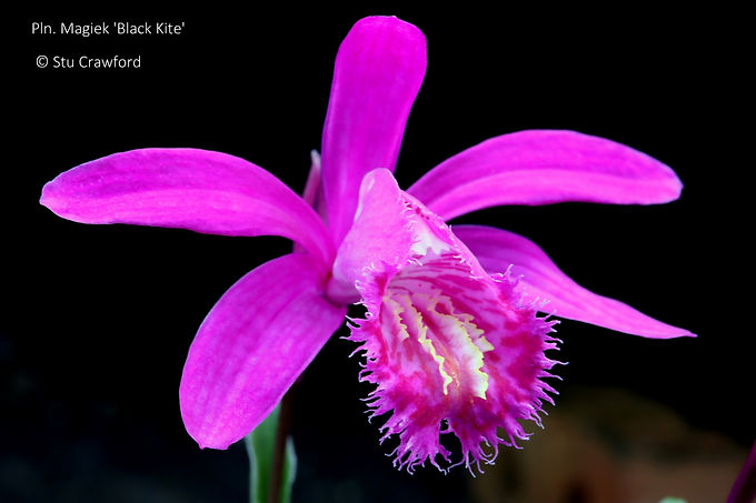 Pleione Magiek 'Black Kite'
