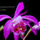 Thumbnail: Pleione bulbocodiodes 'SBEC 0205' - LAST ONE