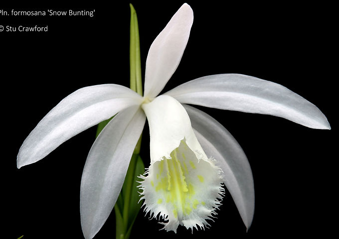 Pleione formosana 'Snow Bunting'