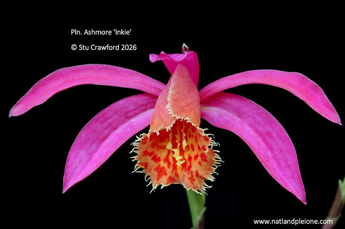 Pleione Ashmore 'Inkie'