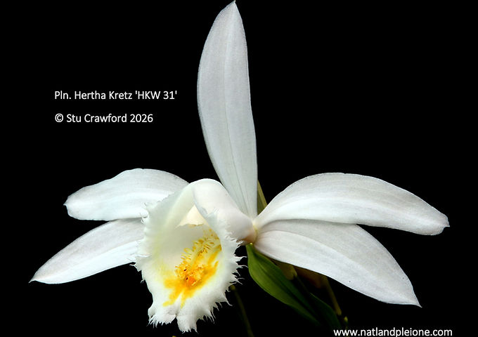 Pleione Hertha Kretz 'HKW31'