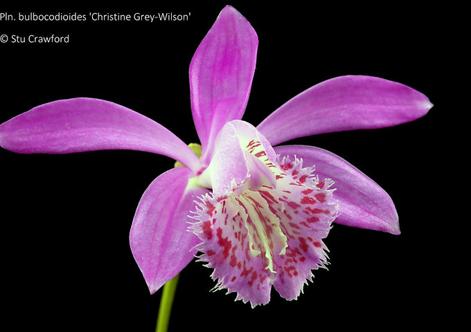 Pleione bulbocodiodes 'Christine Grey-Wilson'