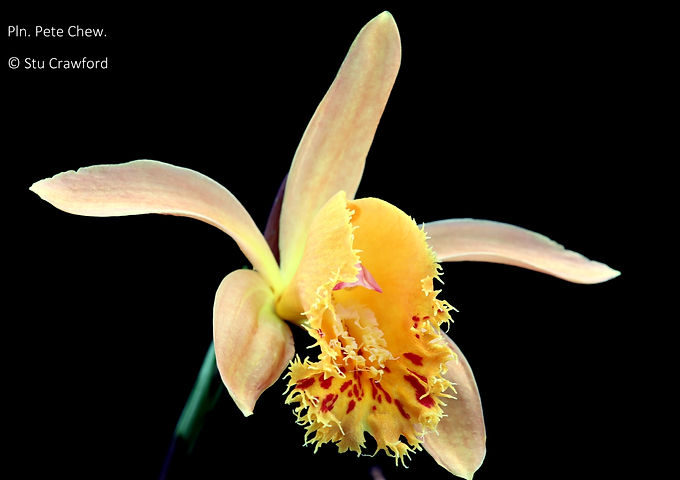 Pleione Pete Chew