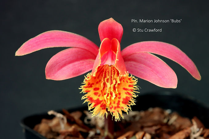 Pleione Marion Johnson 'Bubs'