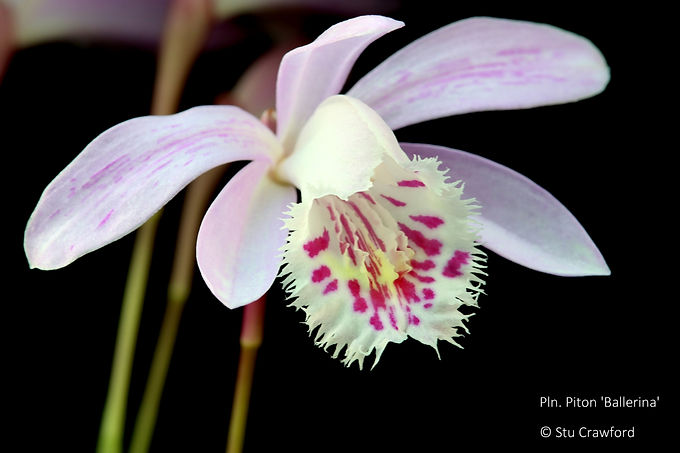 Pleione Piton 'Ballerina'