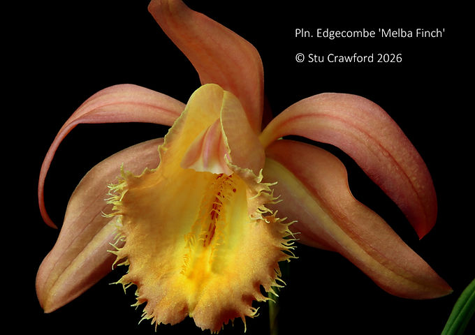 Pleione Edgecombe 'Melba Finch'