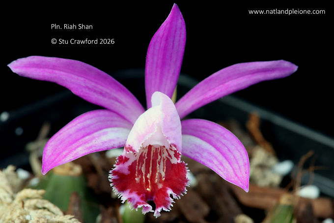 Pleione Riah Shan