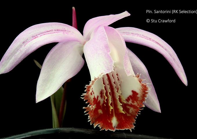 Pleione Santorini (RK Selection)