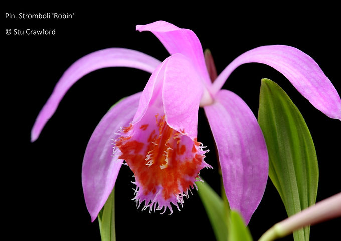 Pleione Stromboli 'Robin'