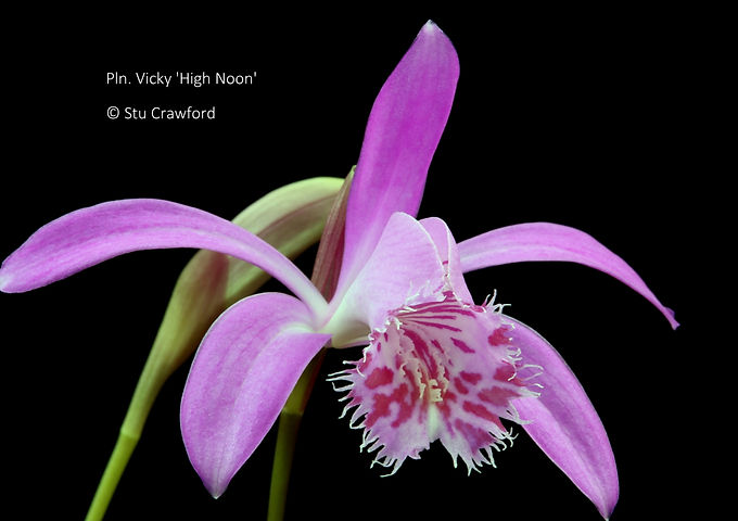 Pleione Vicky 'High Noon'