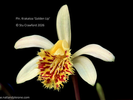 First of the flowers this Spring....