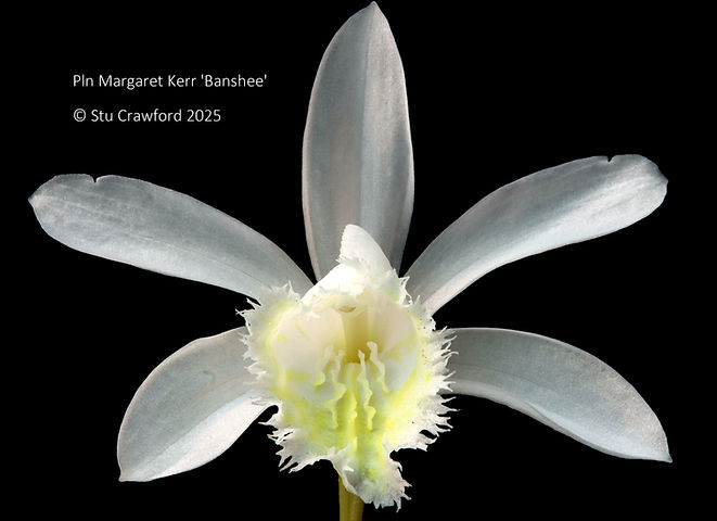 Pleione Margaret Kerr 'Banshee'