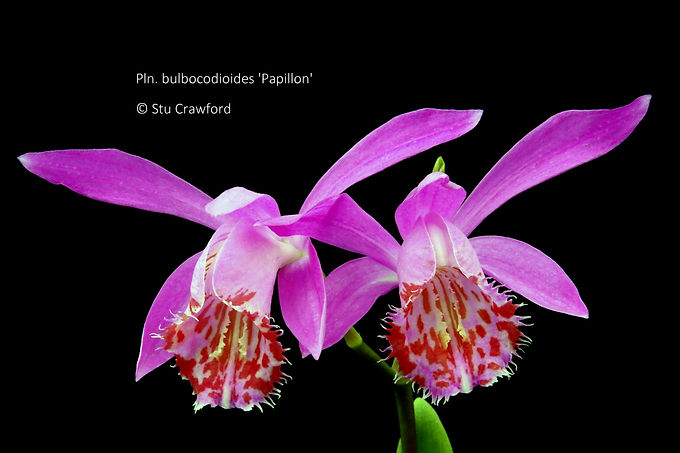 Pleione bulbocodiodes 'Papillon'