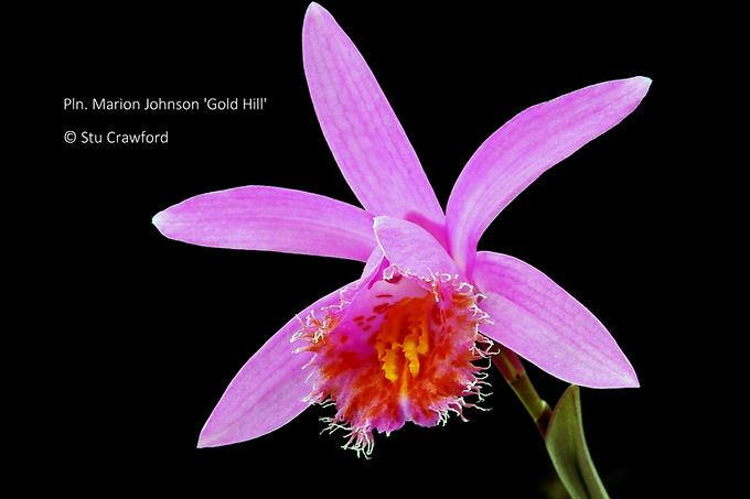 Pleione Marion Johnson 'Gold Hill'