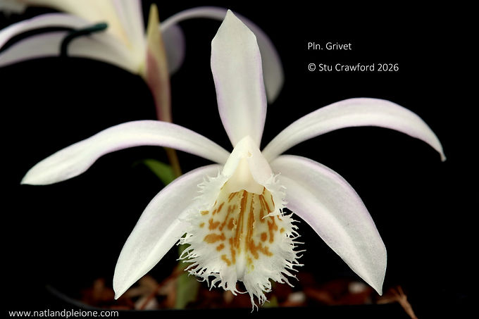 Pleione Grivet