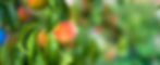 peach-photo2.jpg