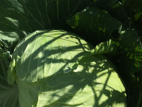 Pasta e Cici and French Lentils