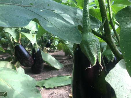 Sweet and Sour Meatballs and Eggplant Ragu