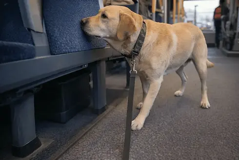 A bed bug inspection for transport