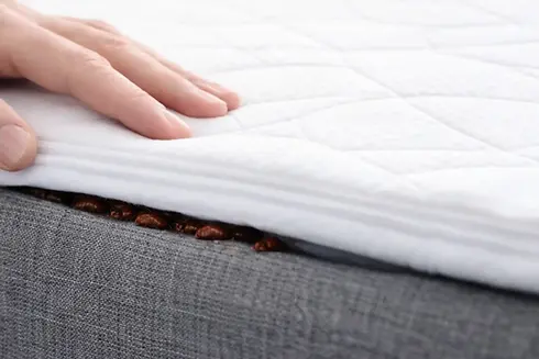 Bed bugs on a bed