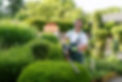 Man cutting a hedge with a power tool