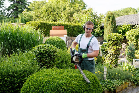 Man cutting a hedge with a power tool