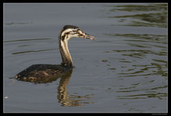 Grèbe Huppé