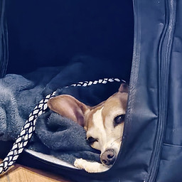 Terrier-Mix Mindy ruht entspannt in einer geöffneten Transportbox.