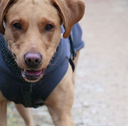 Gelber Labrador Miya im Brustgeschirr blickt aufmerksam in die Kamera.