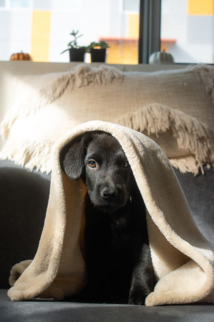 stockpuppy.jpg