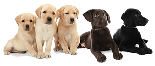Puppies_edited.png