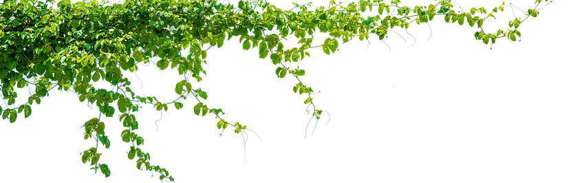 vecteezy_leaf-vine-isolate-on-transparen