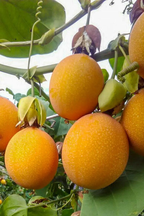 "A ripe yellow granadilla passion fruit, split open to reveal its juicy pulp and crunchy seeds, set against a backdrop of green leaves. This tropical fruit is known for its sweet and tangy flavor."