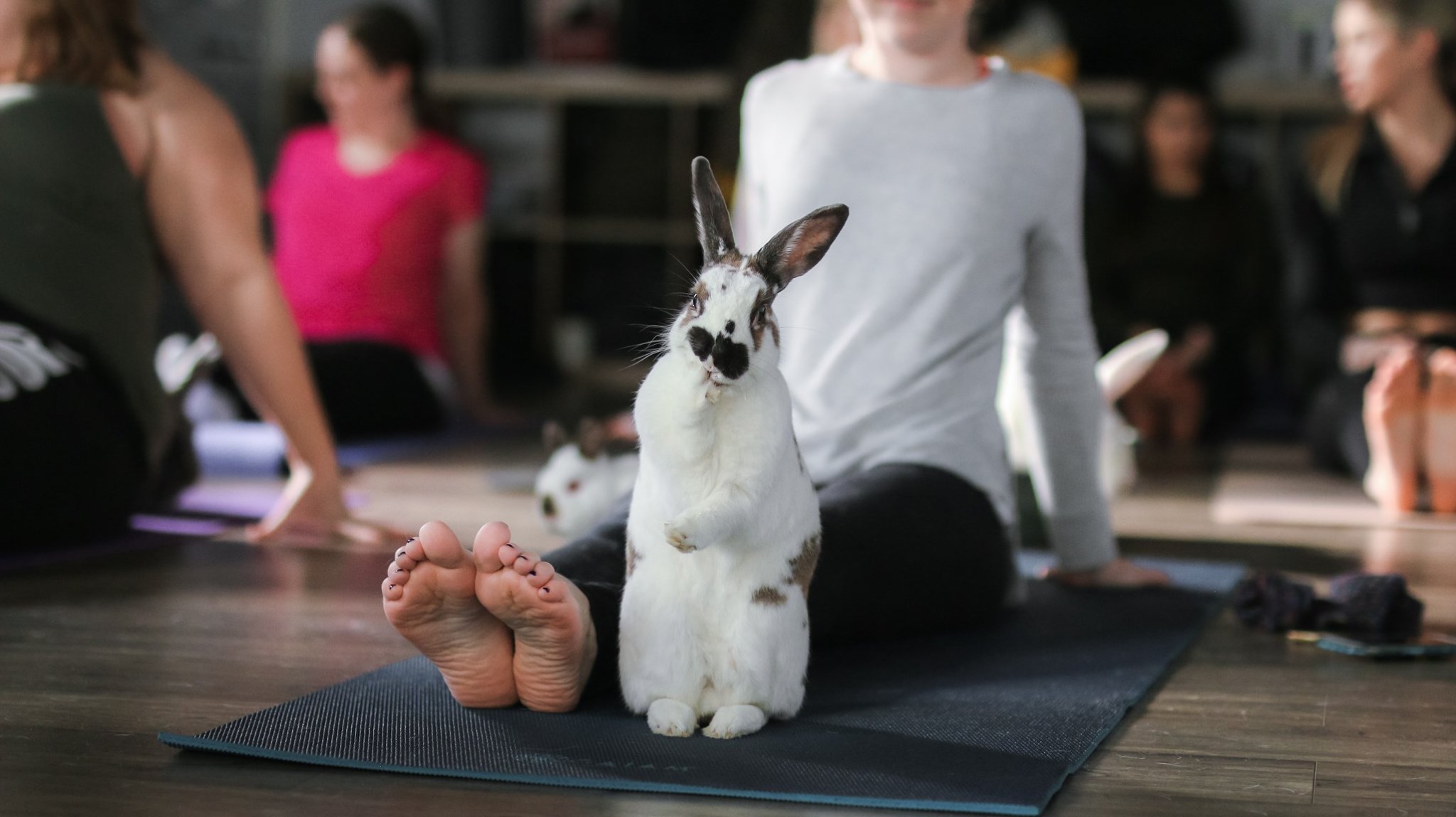 Bunny Yoga