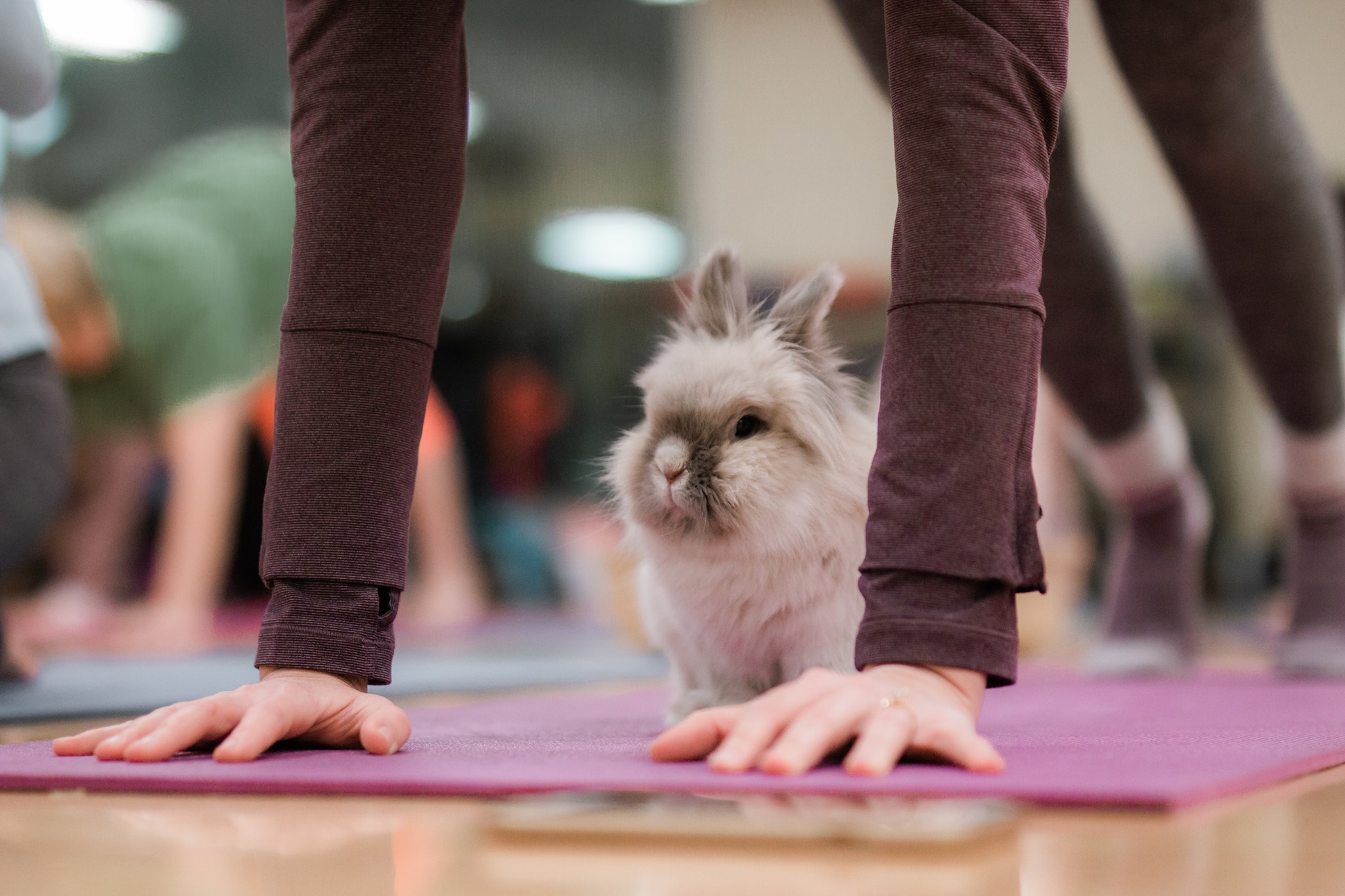 Bunny Yoga with Rabbit Rescue of MN
